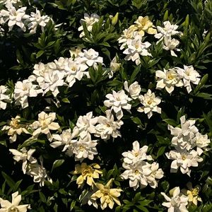 Meet your Posher, Shefali